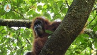 Mongki terlihat membawa bayi keduanya pada 7 November 2017. Berdasarkan laporan visual diketahui bayi orangutan liar tersebut adalah betina. Petugas kemudian memberi nama Mameh yang berarti cantik/manis dalam bahasa Aceh lokal. Foto-foto koleksi Mukhlisin/SOCP.
