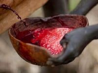 Ramuan darah susu sapi yang diminum pria suku Bodi untuk menggemukkan diri.