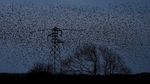 Kerumunan Burung Jalak Penuhi Langit Skotlandia, ini Penampakannya