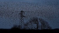 Kerumunan burung ini terlihat saat menjelang malam.