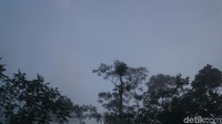 Selain itu, di sini juga menawarkan berbagai aktivitas seru seperti berkeliling kebun teh dan membuat naik jip di sekitar Desa Nglinggo. Mau coba? (Shinta/detikTravel)