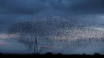 Kerumunan Burung Jalak Penuhi Langit Skotlandia, ini Penampakannya