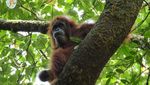 Kenalkan Mameh, Bayi Orangutan Cantik dari Aceh