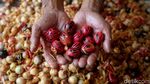 Harga Buah Pala di Bogor Stabil
