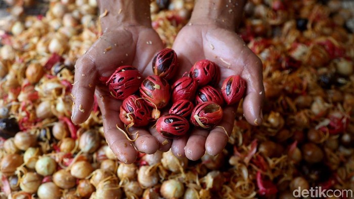 Petani tengah menjemur buah pala di kawasan Ciapus, Bogor. Harga buah pala disana relatif stabil.