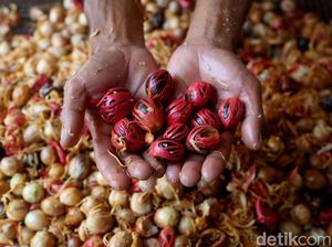 Jokowi Siapkan Rp 2,7 Triliun Genjot Produksi Rempah-rempah RI