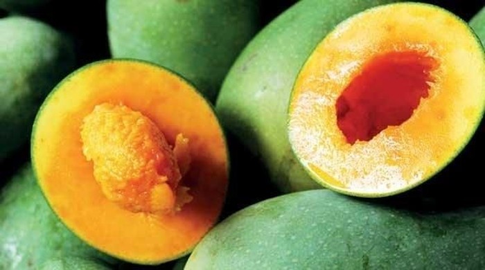 mangga alpukat