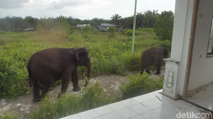 Nyasar ke Permukiman di Dumai, Gajah Ini Diberi Makan Penduduk
