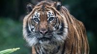 Apakah Memakai Topeng Di Punggung Ampuh Hindari Serangan Harimau