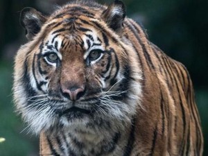 Kebun Binatang Adelaide Kembali Suntik Mati Harimau Sumatra