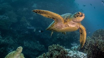 ‘Turtle Breakup’ karya fotografer Gavan Dawe. Foto ini digambarkan oleh sang fotografer keduanya sedang bertengkar dan meninggalkan pasangannya pergi. Diambil di pulau Cairns, Queensland, Australia. Foto: National Geographic