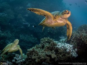Karya Memukau Finalis Natgeo Nature 2017