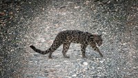 Macan dahan atau Neofelis diardi ini tertangkap kamera di Cagar Alam Deramakot, Sabah yang ada di sisi utara Pulau Kalimantan (Foto: REUTERS/Michael Gordon)