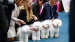 Lucunya! Anjing-anjing Ini Ikut World Dog Show di Jerman