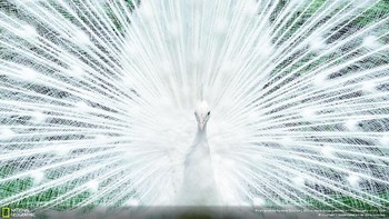 ‘Peacock, Isola Madre’ karya fotografer Spencer Callahan kategori Wildlife. Foto burung merak ini diambil di Danau Maggiore yang terletak Italia. Foto: National Geographic