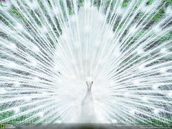 Karya Memukau Finalis Natgeo Nature 2017