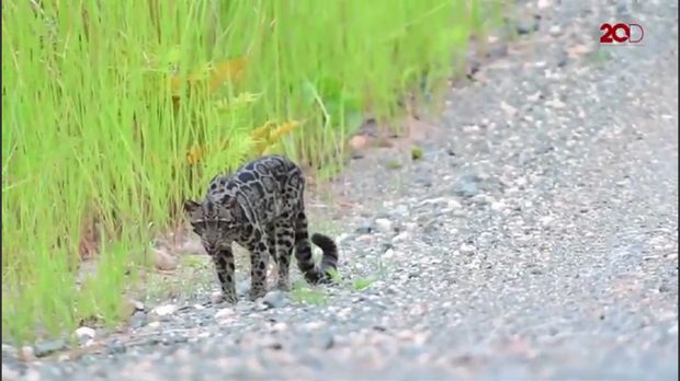 Penampakan langka macan dahan