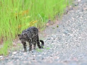 Polri: TKP Macan Dahan Dikuliti di Serawak Malaysia