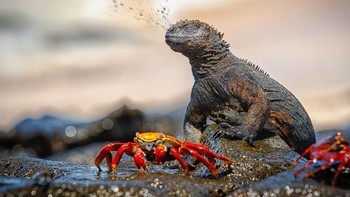 Pernah melihat seekor Iguana bersin? Inilah fotonya yang berhasil diambil oleh fotografer M. Engelmann yang berjudul ‘Sneeeze!’ kategori Wildlife. Foto ini diambil Kepulauan Galapagos, Samudera Pasifik. Foto: National Geographic