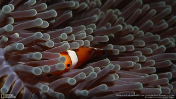 ‘In the Blink of an Eye’ karya fotografer Chis Bachmann kategori Underwater. Foto ikan Clownfish dikenal dengan karakter disney Nemo diambil di Tulamben, Bali, Indonesia. Ikan ini dikenal suka bermain petak umpat, lewat deskripsinya Chis merasa beruntung mendapatkan momen foto ini. Foto: National Geographic