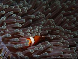 Karya Memukau Finalis Natgeo Nature 2017