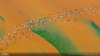‘Fleet Departure’ karya fotografer Kehao Tan kategori Aerials. Tan mengabadikan ratusan burung Flamingos terbang. Foto: National Geographic