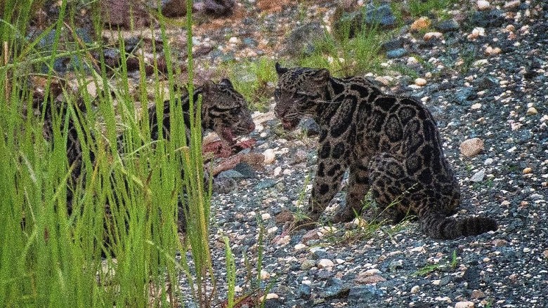 Unduh 630 Koleksi Gambar Harimau Dahan Paling Bagus 