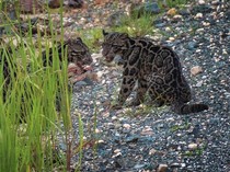Eksotisme Macan Dahan Kalimantan yang di Ambang Kepunahan