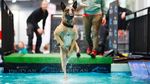 Lucunya! Anjing-anjing Ini Ikut World Dog Show di Jerman