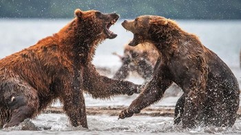 Territory of War karya fotografer Ge Xiao kategori Wildlife. Potret dua beruang sedang bertarung diambil di pulau Krasnordarskiy, Rusia. Foto: National Geographic