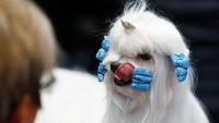 Salah satu anjing saat menunggu giliran tampil (Foto: Dok. REUTERS/Hannibal Hanschke)