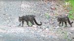 Penampakan Langka Macan Dahan dan 2 Anaknya di Malaysia