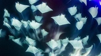 ‘Fireworks’ karya fotografer Franco Banfi kategori Underwater. Foto: National Geographic