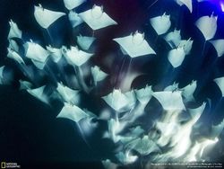 Karya Memukau Finalis Natgeo Nature 2017