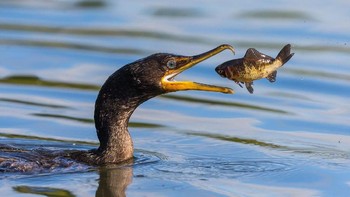 ‘Fish in The Air’ karya fotografer Gary Zeng kategori Wildlife. Foto dengan timing yang tepat, mengabadikan burung memakan ikan. Foto: National Geographic