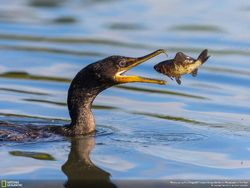 Karya Memukau Finalis Natgeo Nature 2017