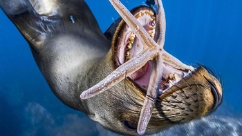 ‘Game Of Stars’ karya fotografer Pedro Carrillo kategori underwater mengabadikan potret Singa Laut berburu Bintang Laut. Foto ini diambil di salah satu laut di Mexico. Foto: National Geographic
