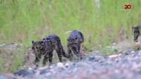 Selain itu, macan dahan juga jarang sekali menampakkan diri saat siang hari (Foto: Reuters)