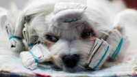 Para anjing memamerkan keahlian masing-masing (Foto: Dok. REUTERS/Hannibal Hanschke)