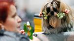 Lucunya! Anjing-anjing Ini Ikut World Dog Show di Jerman