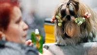 Rambut mereka dihias sedemikian rupa menjadi tampak berbeda (Foto: Dok. REUTERS/Hannibal Hanschke)