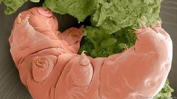 Mungkin saat ini, mereka dalam kondisi tidur di Bulan. Lukasz Kaczmarek, pakar Tardigrade dari Adam Mickiewicz University menyebutkan wajar jika hewan itu selamat walau di Bulan. Tardigrade yang dalam keadaan tak aktif, dapat dibangkitkan dengan memasukkan ke dalam air. Foto: Eye of Science/SPL