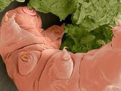 Lebih Dekat dengan Tardigrade, Spesies Tertangguh di Bumi