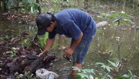 Pohon tumbang sering terjadi di hutan ini karena wilayah ini bekas tempat sampah. Sehingga, masih ada sampah plastik didalam tanah. (Foto: Arief Ikhsanudin/detikcom)