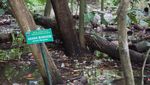 Foto: Melihat Hutan Kota Srengseng yang Akan Jadi Hutan Wisata