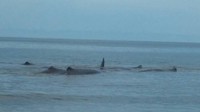 Petugas gabungan berusaha menarik ikan ke tengah laut. Namun sebagian kembali ke kawanannya. Foto: dok