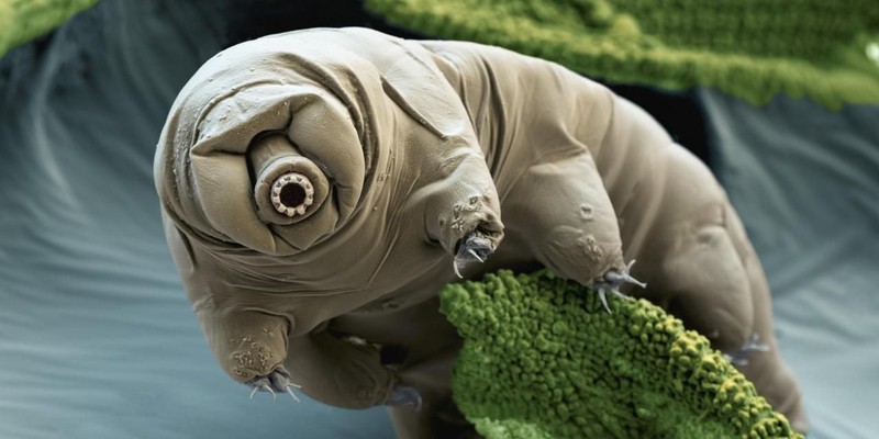 Tardigrade