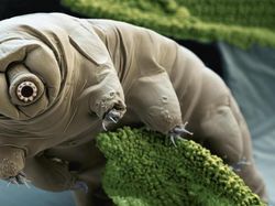 Hewan-hewan yang Bisa Punya Anak Tanpa Pejantan