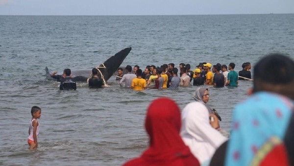 Foto: Warga Ramai-ramai Selamatkan 10 Ekor Ikan Paus yang Terdampar