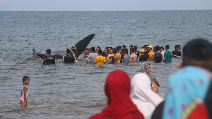 10 Ekor Paus Yang Terdampar Di Aceh Jenis Sperma